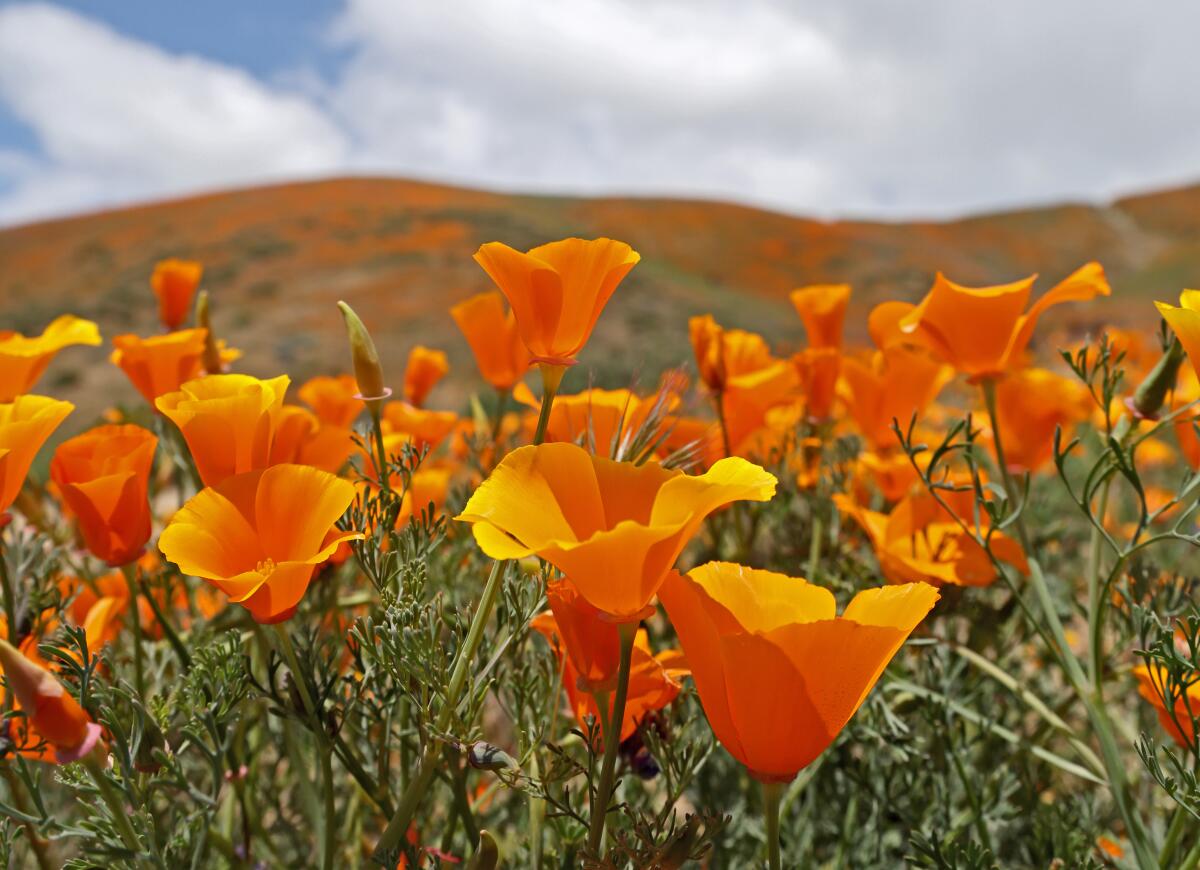 Una gran área de flores domésticas