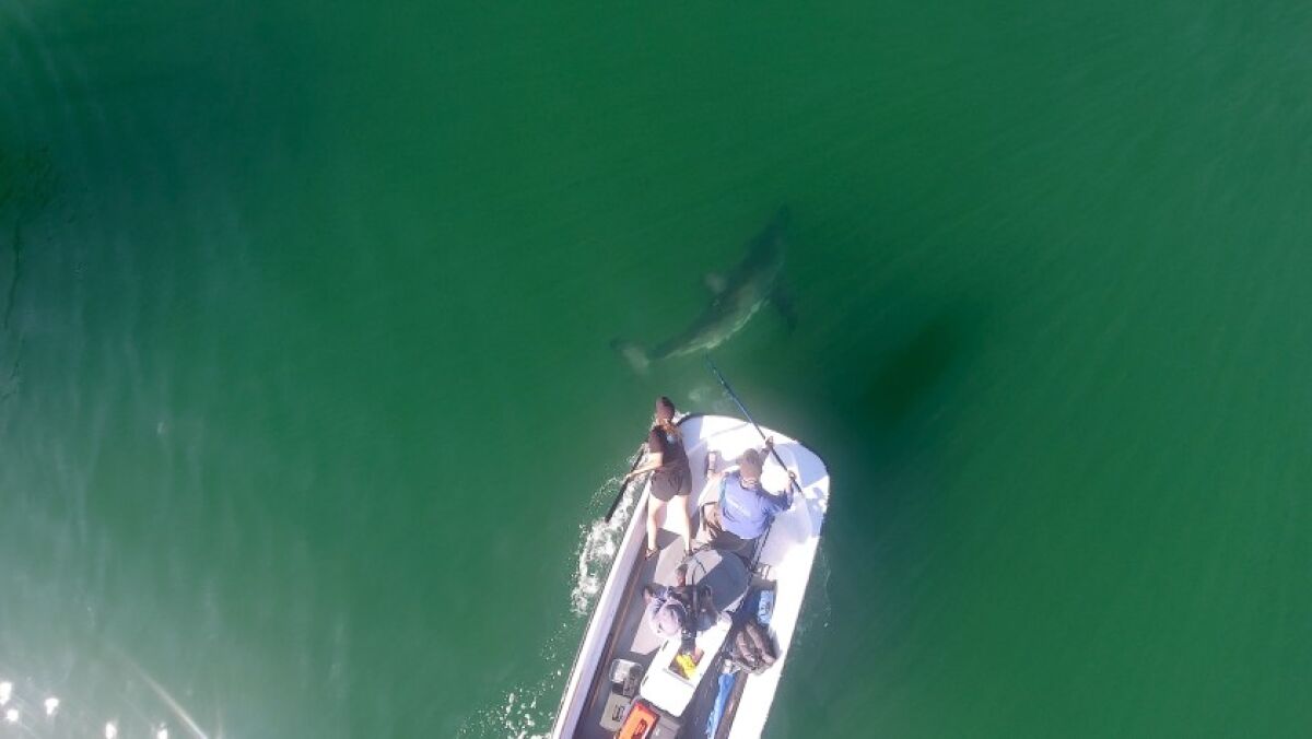 A Shark Lab team from Cal State Long Beach tags a juvenile white shark with a transponder near Carpinteria.