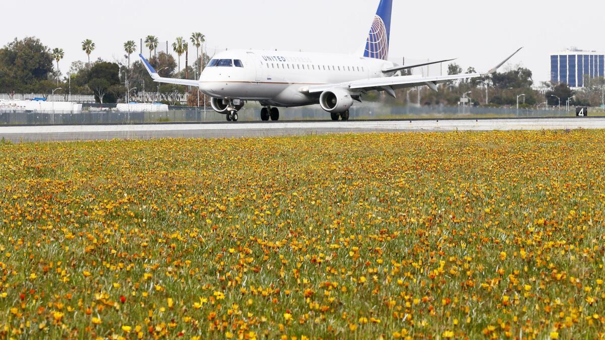 Planes take off or land every minute on the north runways where flowers are blooming.