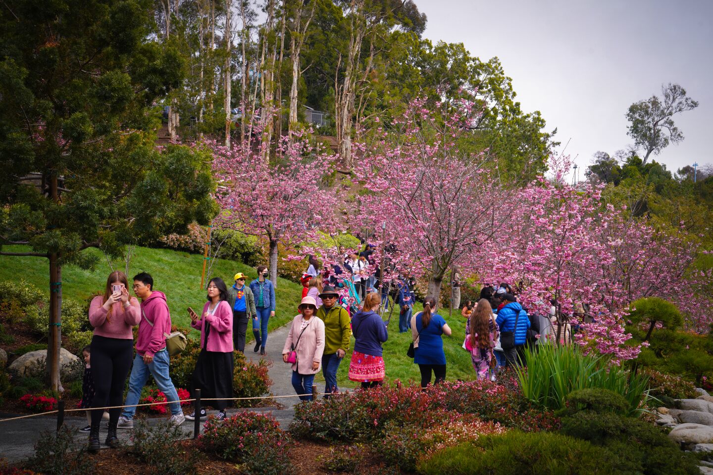 Guests enjoy this year’s Cherry Blossom Festival at the Japanese Friendship Garden on Saturday, March 11, 2023 in San Diego, CA.