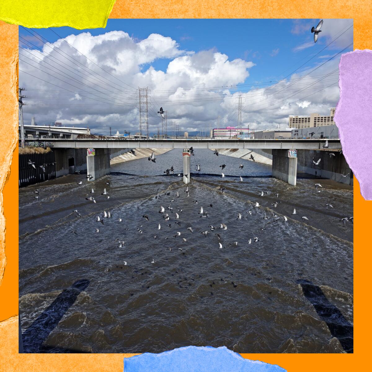 Birds gather on a shallow river in a concrete channel where it runs under a bridge.