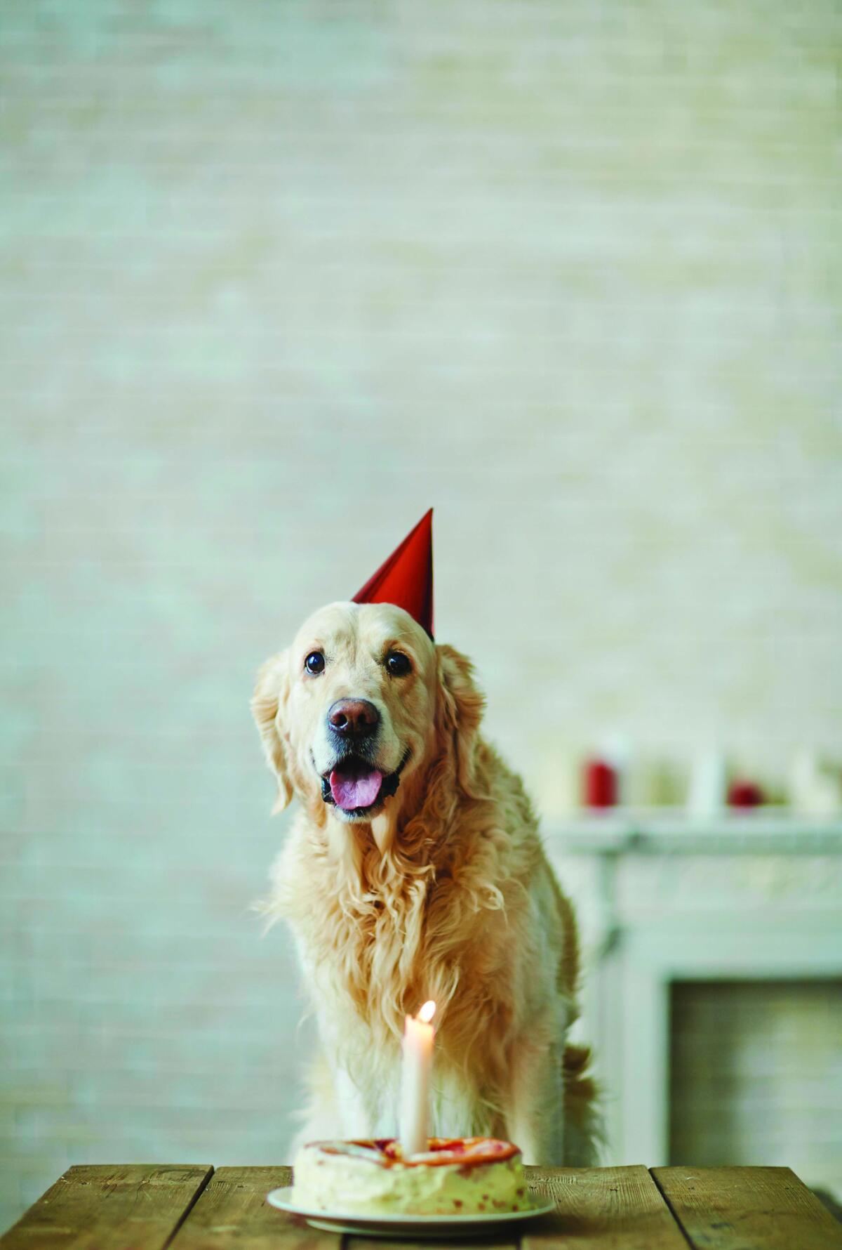 Cream cheese cake, from the book "Doggy Desserts" by Cheryl Gianfrancesco. (Pressmaster / Pressmaster)