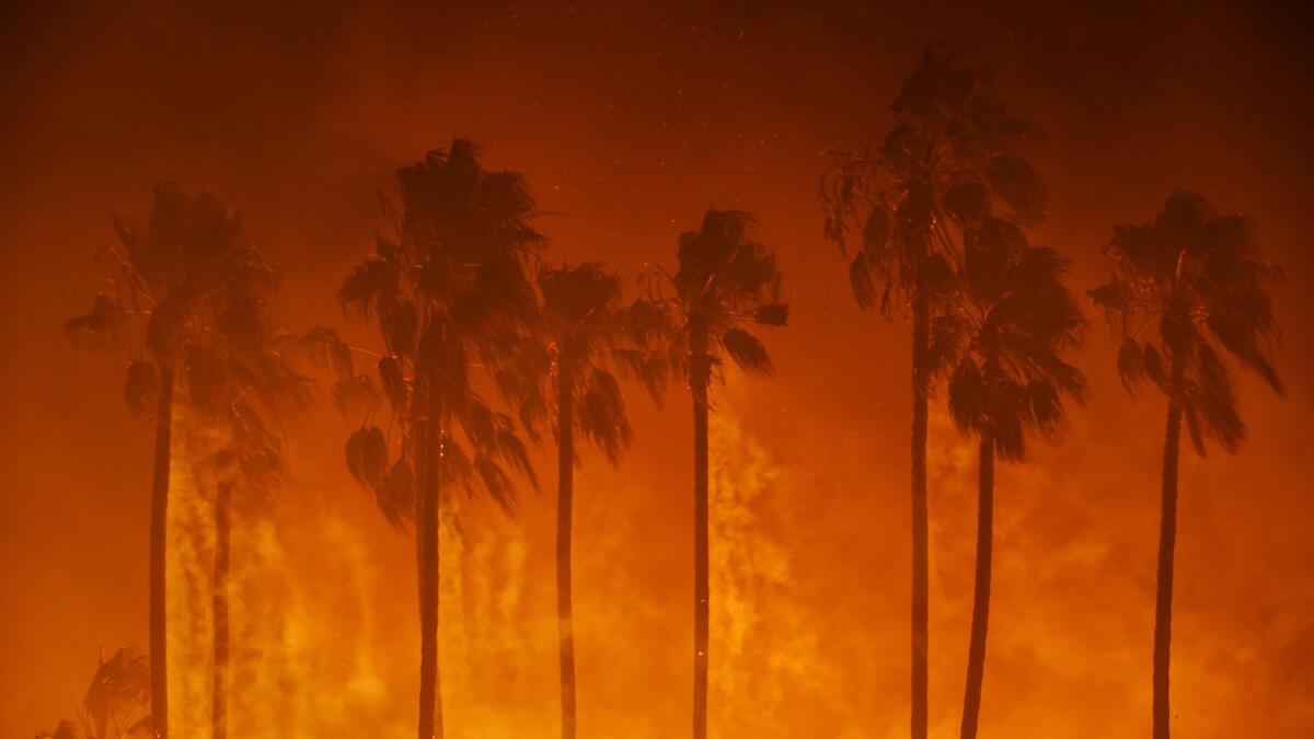 Palm trees are consumed in the Thomas fire. (Marcus Yam / Los Angeles Times)