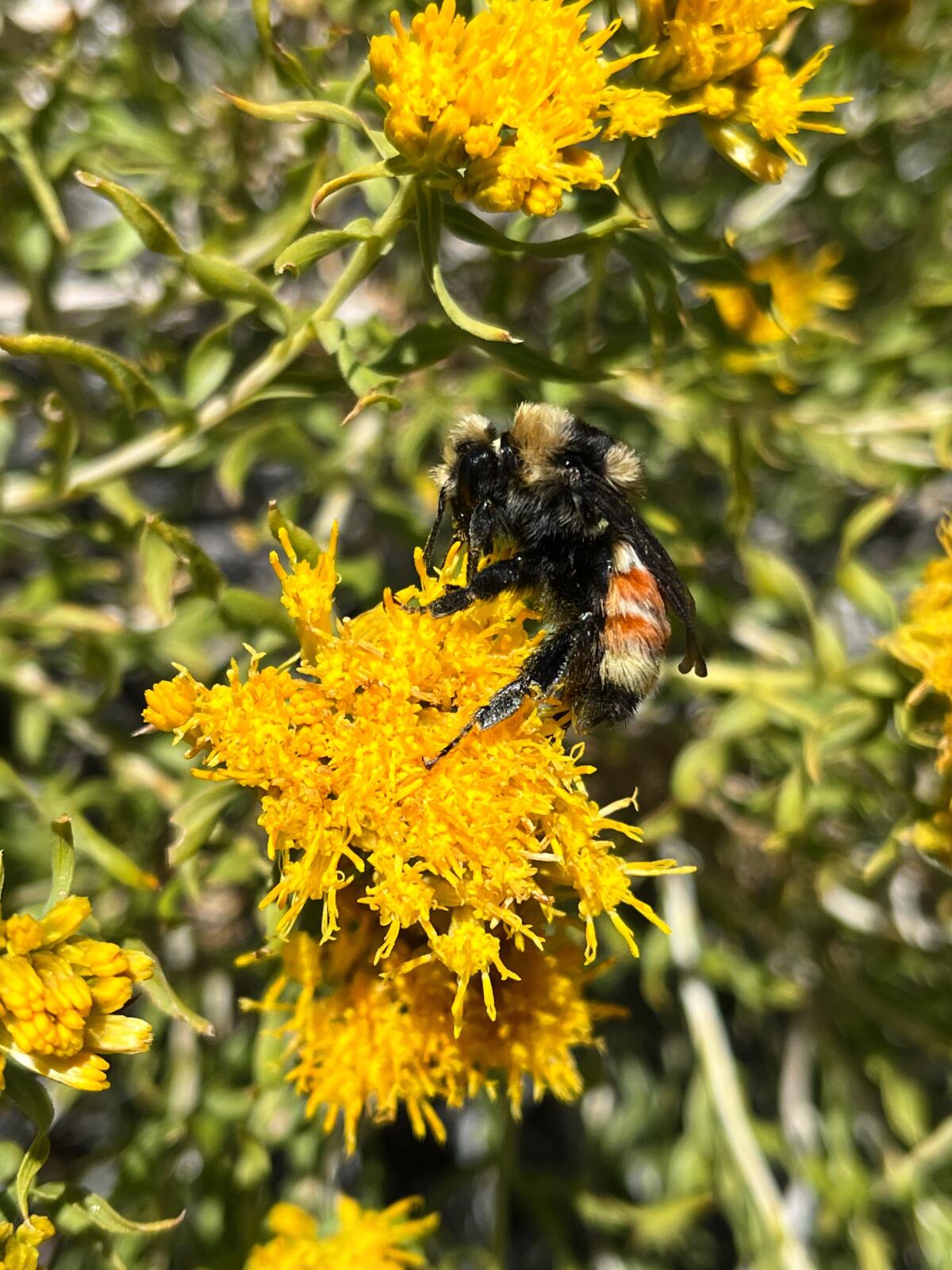 A Bombus huntii, also known as a Hunt's bumblebee, queen on rabbitbrush near the White Mountains.