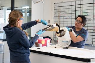 A 3-year-old brown pelican named Blue cut multiple times and found on the San Pedro Pier on March 10 is improving.