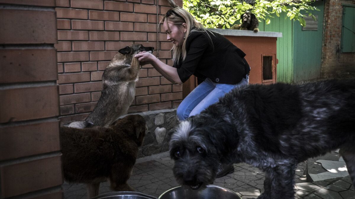 Katya Kuzmenko, an animal-rights activist playing with dogs at the Totoshka dog shelter in Rostov-on-Don. The Totoshka dog center was founded by Margarita Karpova. It's the only center in the region that sterilizes stray dogs.