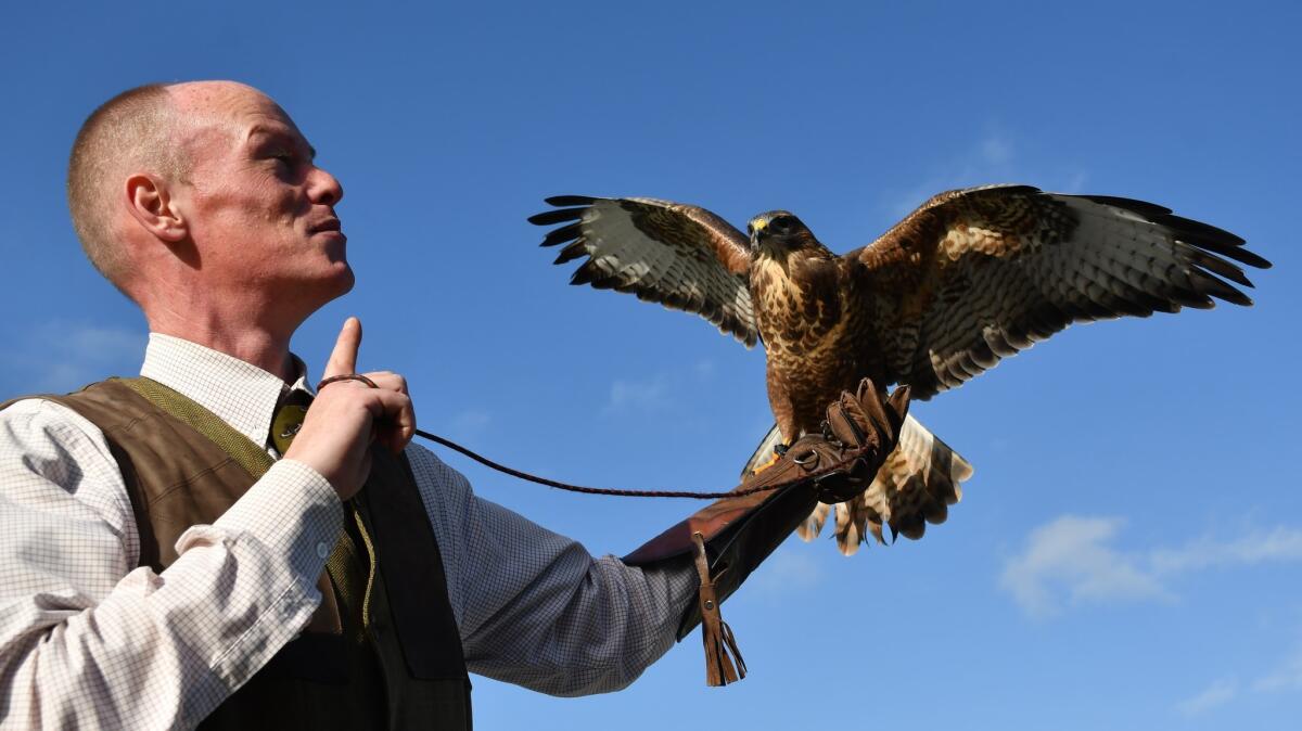 Neil McInnes, who teaches falconry at Adare Manor in County Limerick, shows off Caesar, a Common Buzzard.