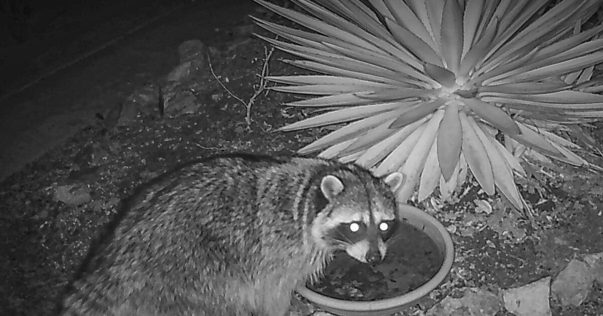 Mind-infecting ‘raccoon roundworm’ parasite present in canine in San Fernando Valley