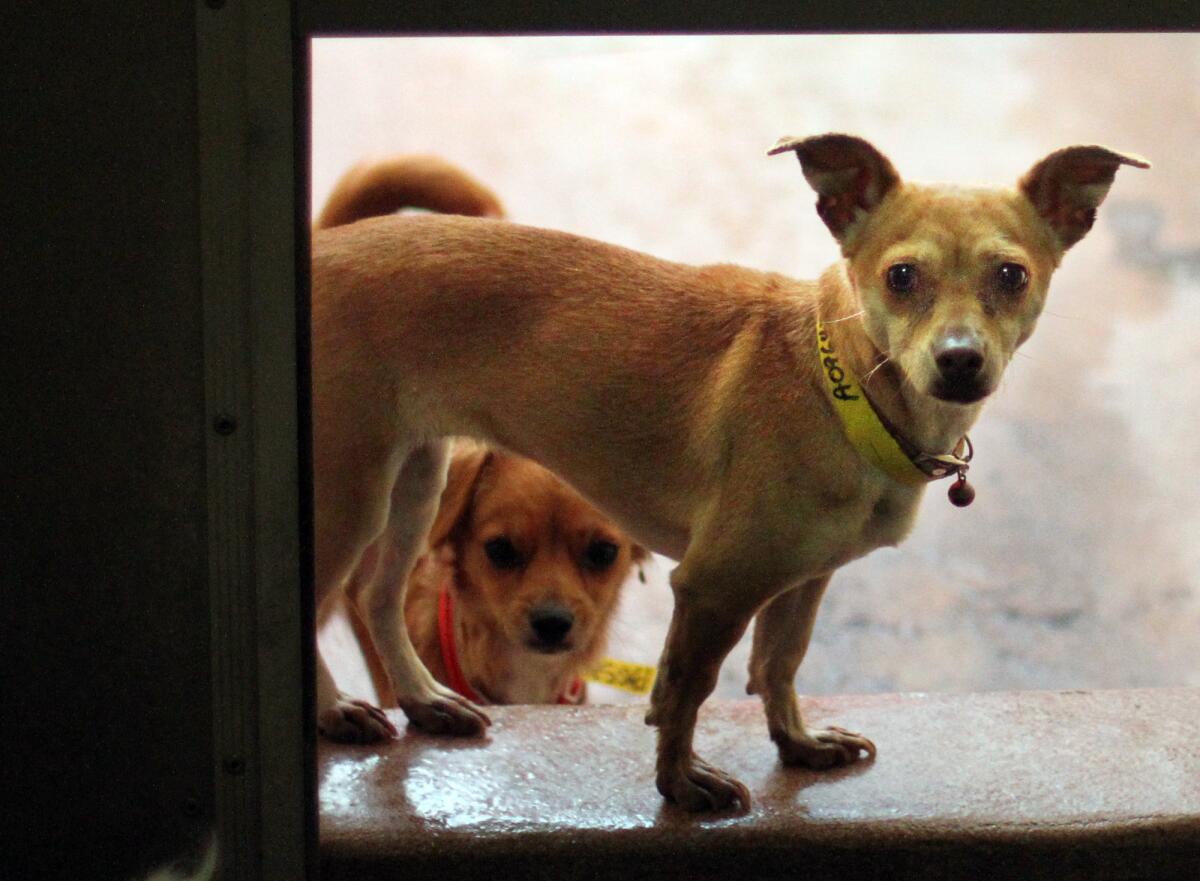 Dogs await adoption at the South L.A. Animal Shelter. Overnight hours at L.A.'s shelters may be eliminated.