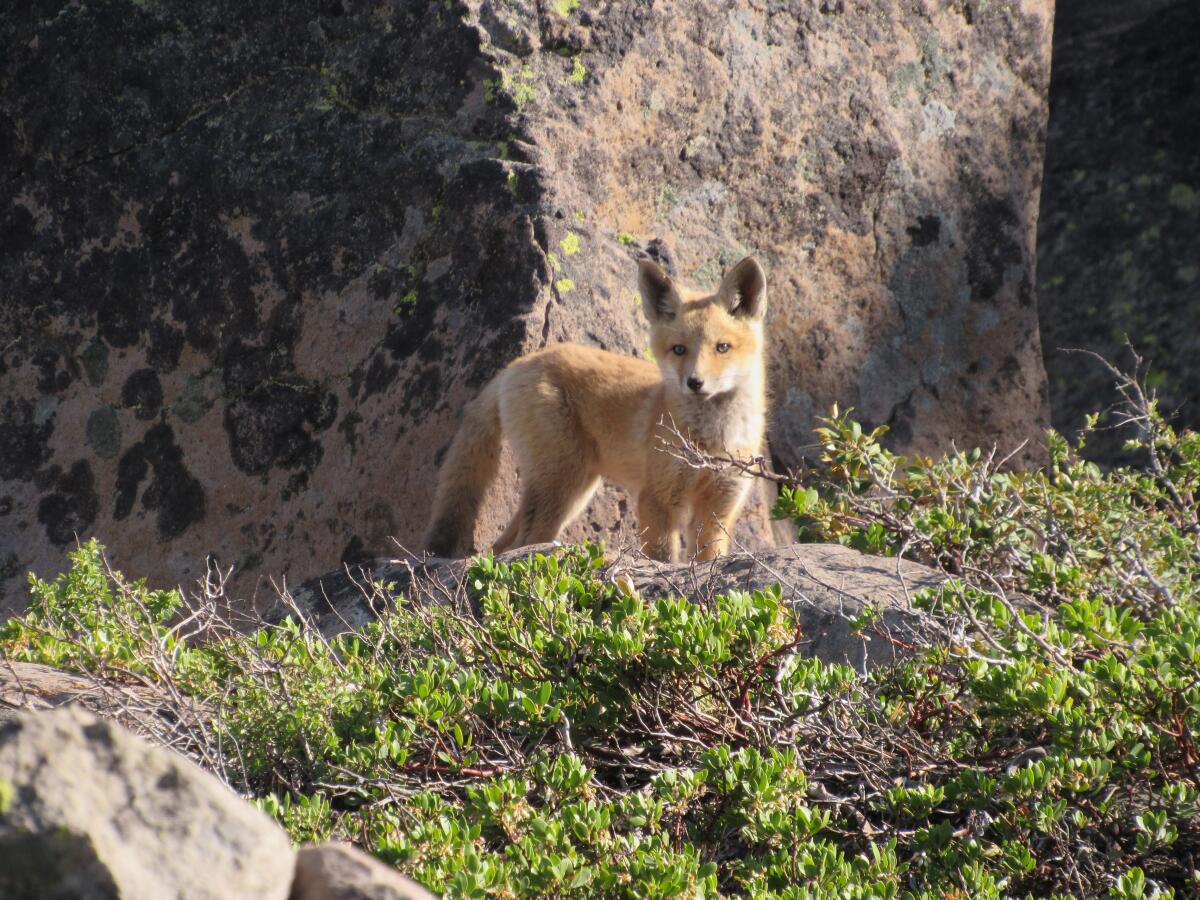 A Sierra Nevada red fox pup is seen in the Caribou Wilderness.