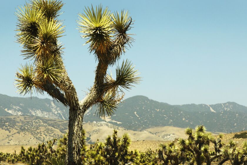Joshua trees with spiky branches clump together near the bottom of the Blue Ridge Range of Tejon Ranch.