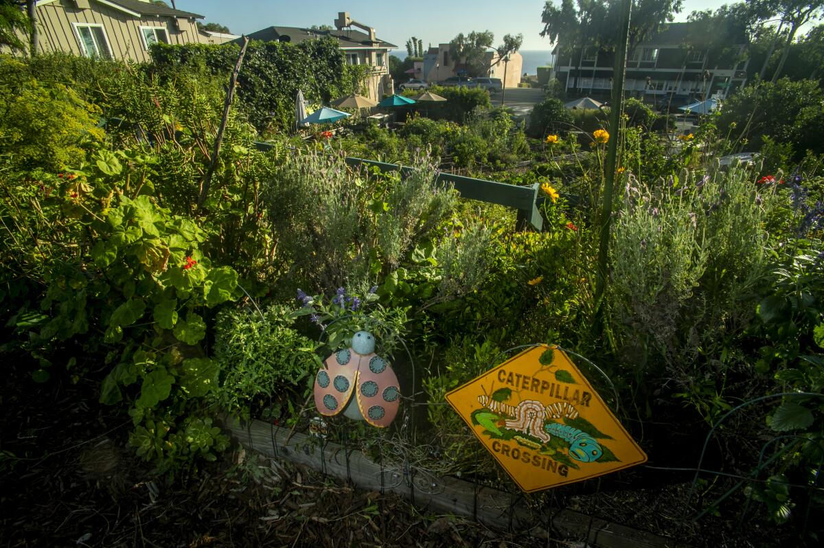 South Laguna Beach Community Garden