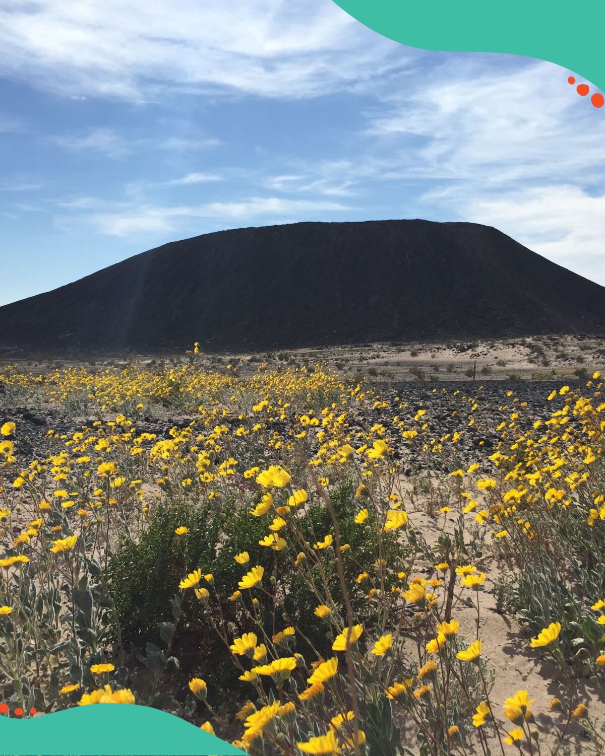 View of Amboy Crater and wildflowers.