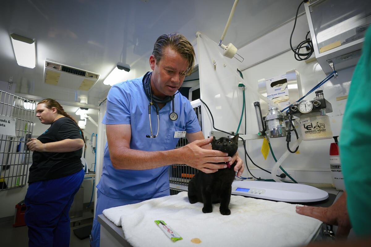 A man in scrubs with a stethoscope around his neck examines a small black kitten in a small clinic as colleagues work.