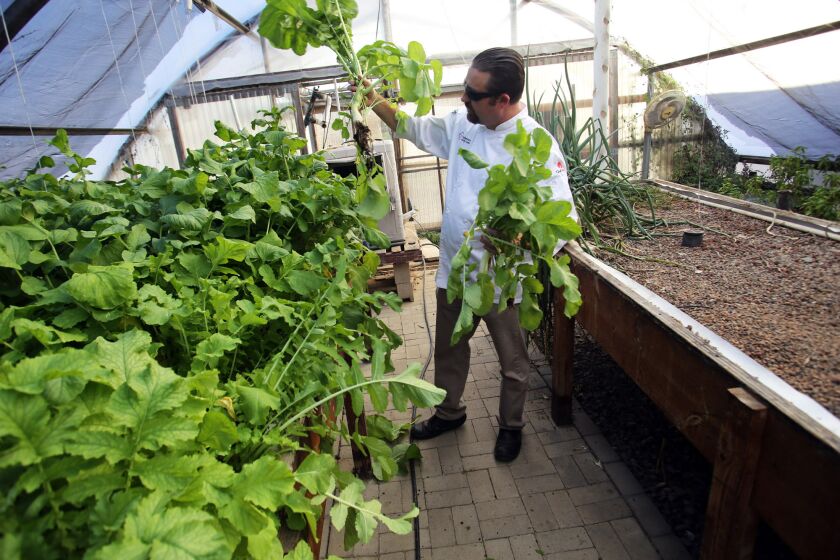 Award winning chef Adam Navidi picks fresh vegetables from his garden at Future Foods Farm in Brea, Ca., Saturday, February 1, 2020. Chef Adam uses produces grown at his locally sustainable agriculture and aquponic farm for his restaurant Oceans & Earth located in Yorba Linda. (photo by James Carbone)