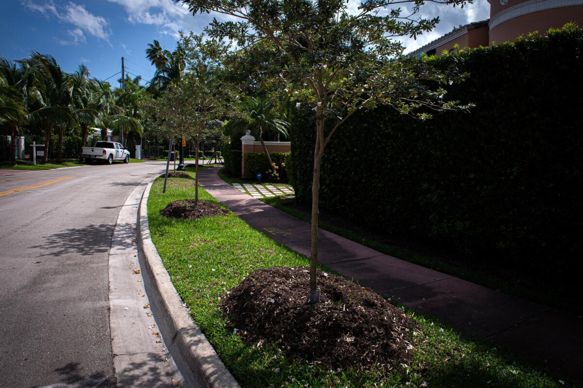 Falta de árboles afecta salud y calidad de vida en barrios latinos de EEUU
