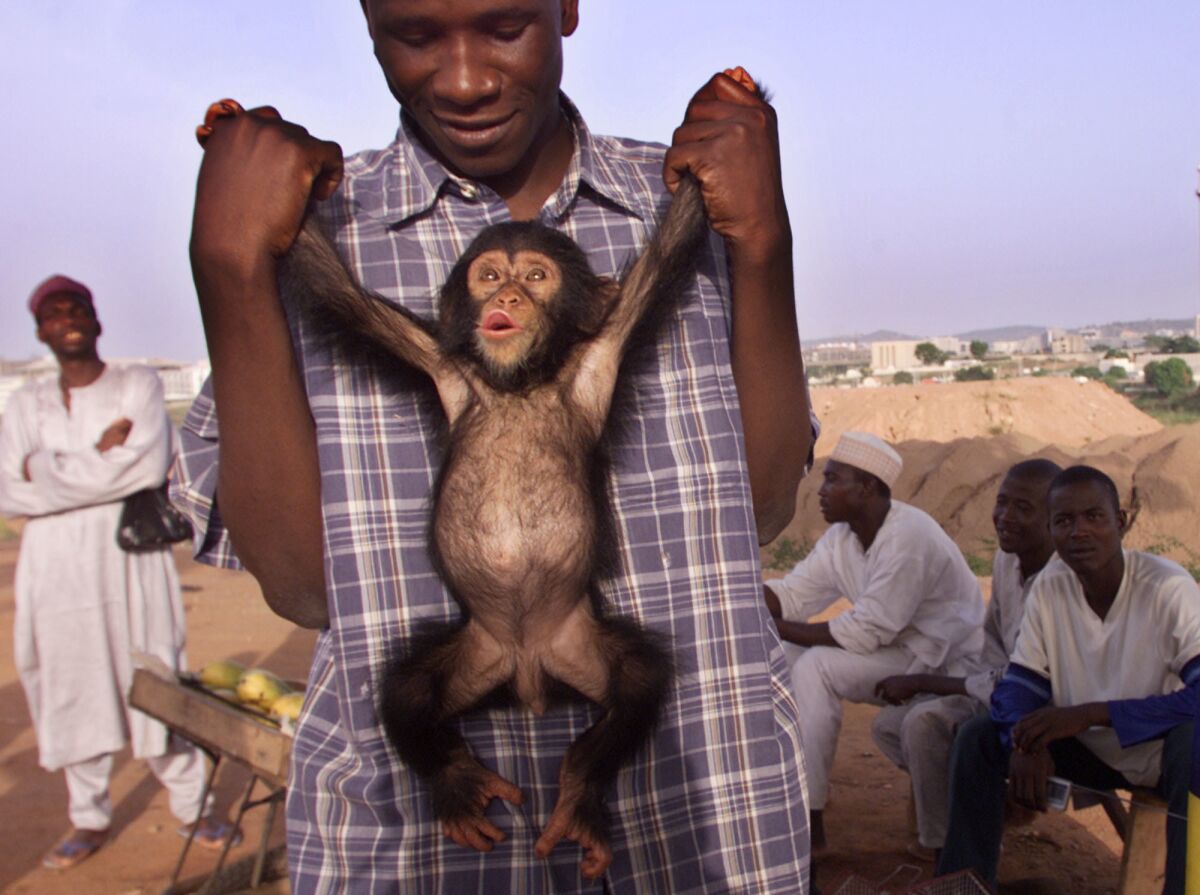 In this file photo, a baby chimpanzee is displayed for sale by a roadside animal trader in Abuja, Nigeria. The West African nation is often used as the transit point for the illegal trade of great apes, according to wildlife officials.