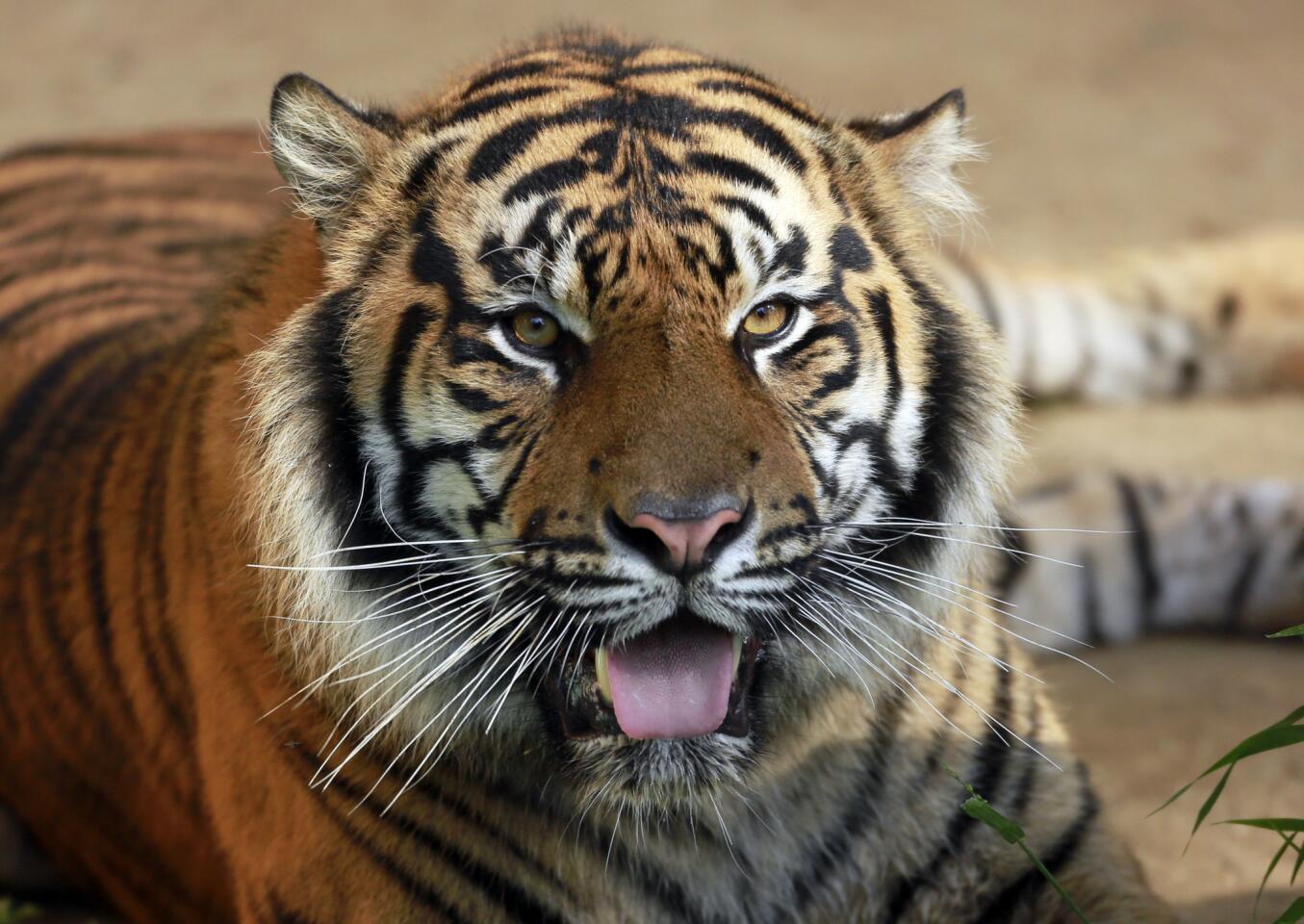 Sumatran tiger