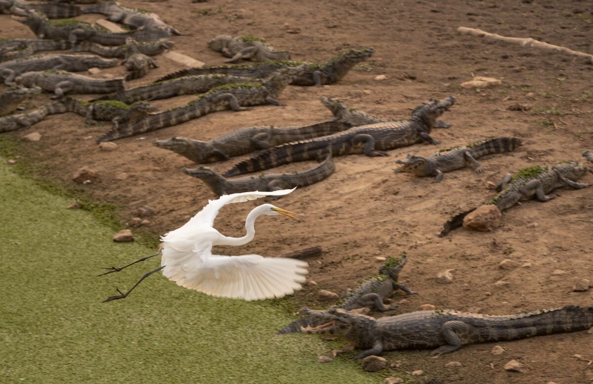 FILE - In this Sept. 14, 2020 file photo, an egret flies over a bask of caiman on the banks of the almost dried up Bento Gomes river, in the Pantanal wetlands near Pocone, Mato Grosso state, Brazil. The number of Amazon fires was just over half the level recorded in September last year, according to the daily September 2021 data released by the Brazilian National Institute for Space Research, along with a sharp drop in the amount of fires in the Pantanal wetlands. September is historically Brazil's worst month for forest fires. (AP Photo/Andre Penner, File)