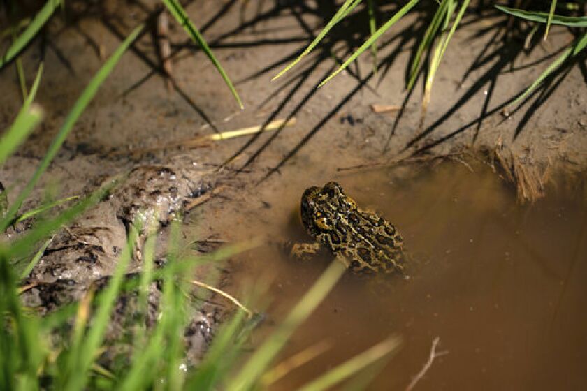 A Dixie Valley toad is seen around the hot spring-fed wetland in the Dixie Valley in Fallon, Nev., Wednesday, May 4, 2022. In a highly unusual move in a legal battle over a Nevada geothermal power plant and an endangered toad, the project’s developer is now asking a judge to allow it to scale back by 80% the original plan U.S. land managers approved last November. (Salwan Georges/The Washington Post via AP)