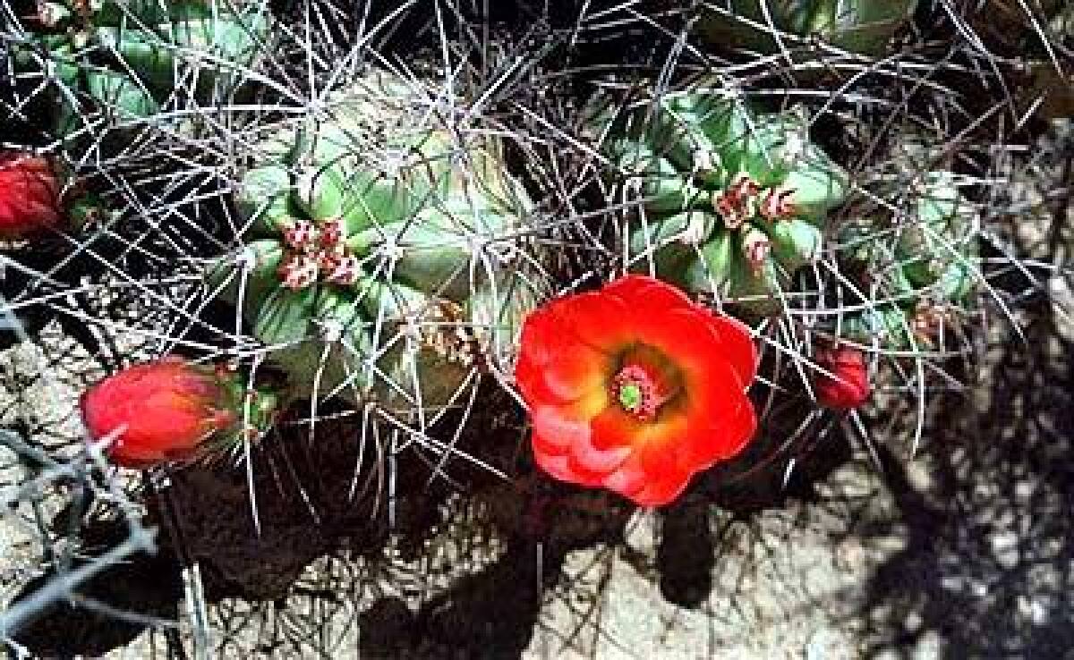Mojave mound cactus bursts into bloom in Joshua Tree National Park.