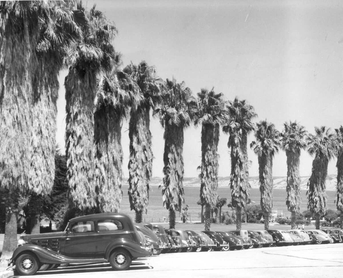 Washingtonian palm trees lined Scripps Park in La Jolla in the early 1900s. 