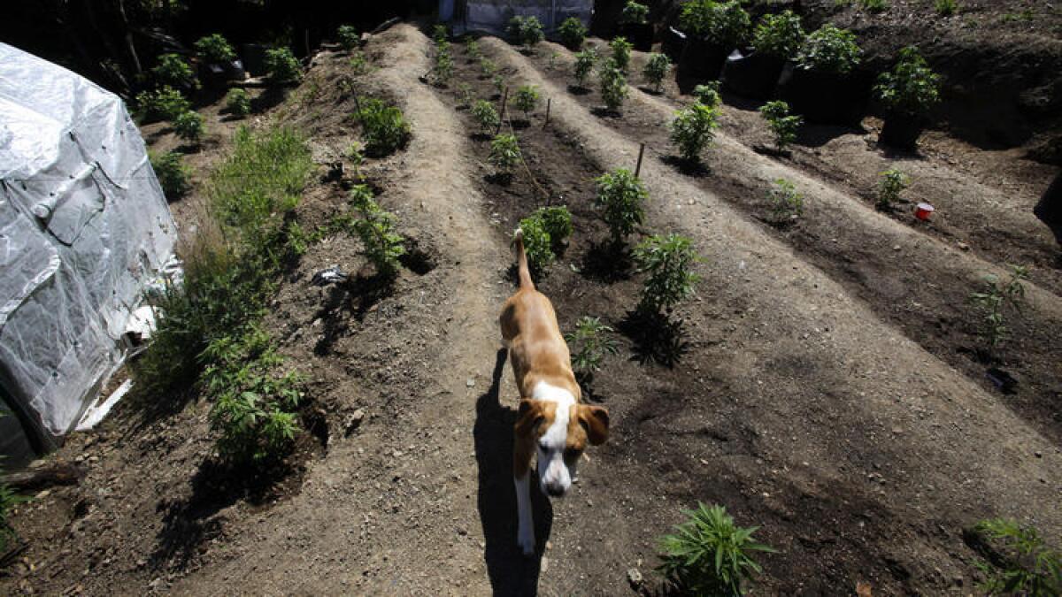 Un perro patrulla plantas de marihuana que crecen en Shelter Cove en el condado de Humboldt, al interior del centro de California. La junta de control de calidad de agua en el estado ha comenzado a frenar las prácticas que afectan los suministros locales de agua.