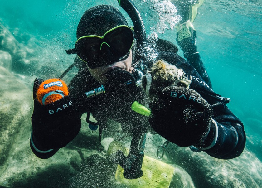 A diver in SCUBA equipment picks up a dog toy underwater.