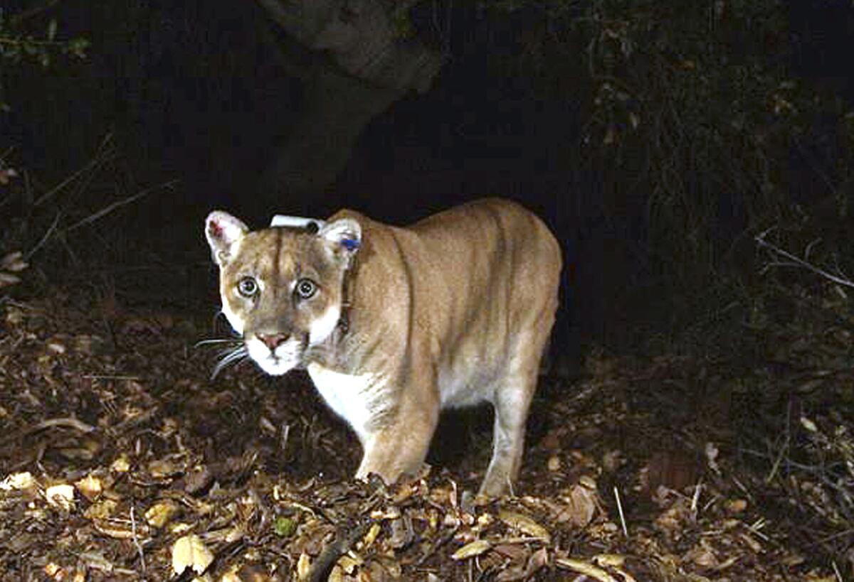 A November 2014 photo shown mountain lion P-22 photographed in Griffith Park