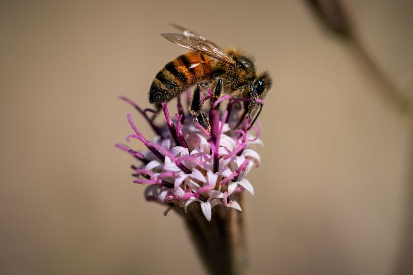 A bee works a blooming Spanish needle in Anza-Borrego Desert State Park.