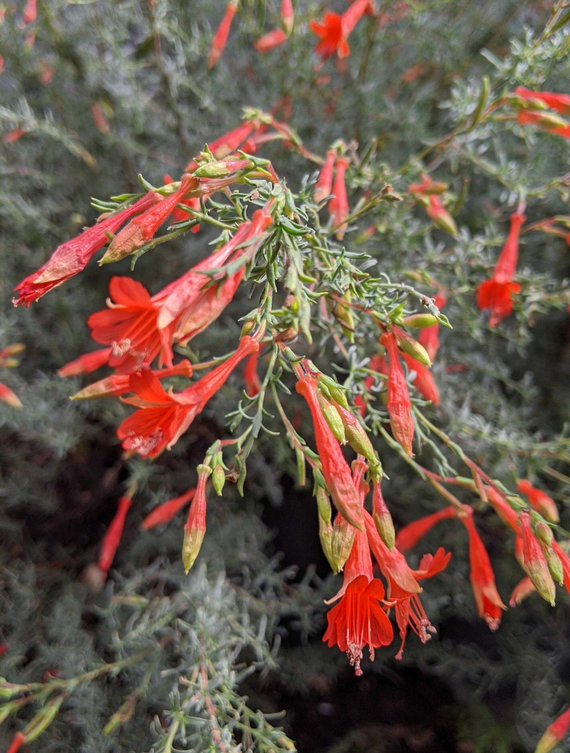 California fuchsia Hollywood Flame is a showy, profusely blooming cultivar with deep red tubular flowers