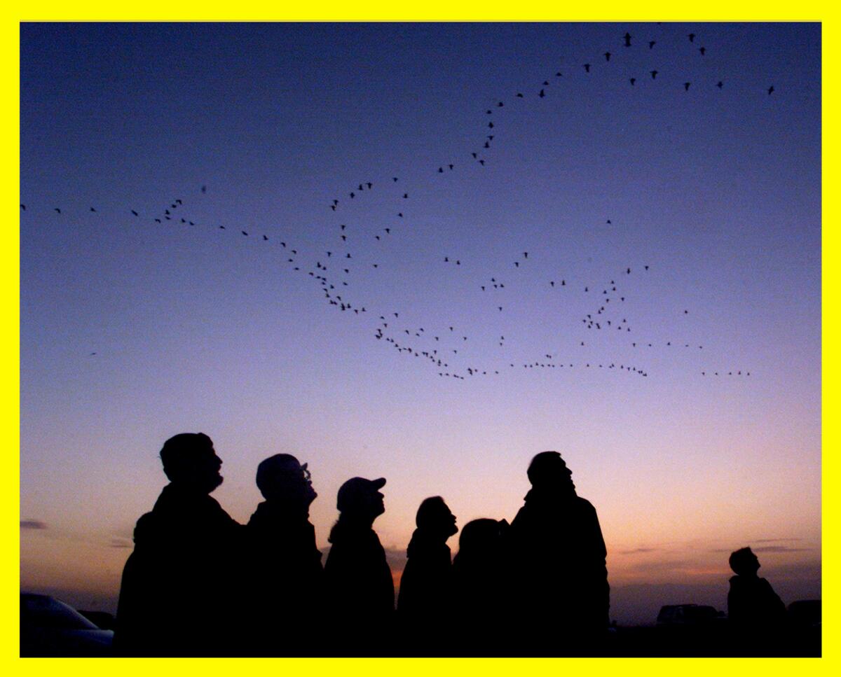 People watch geese flying in the sky at daybreak.