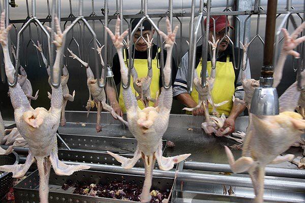 Chicken slaughterhouse