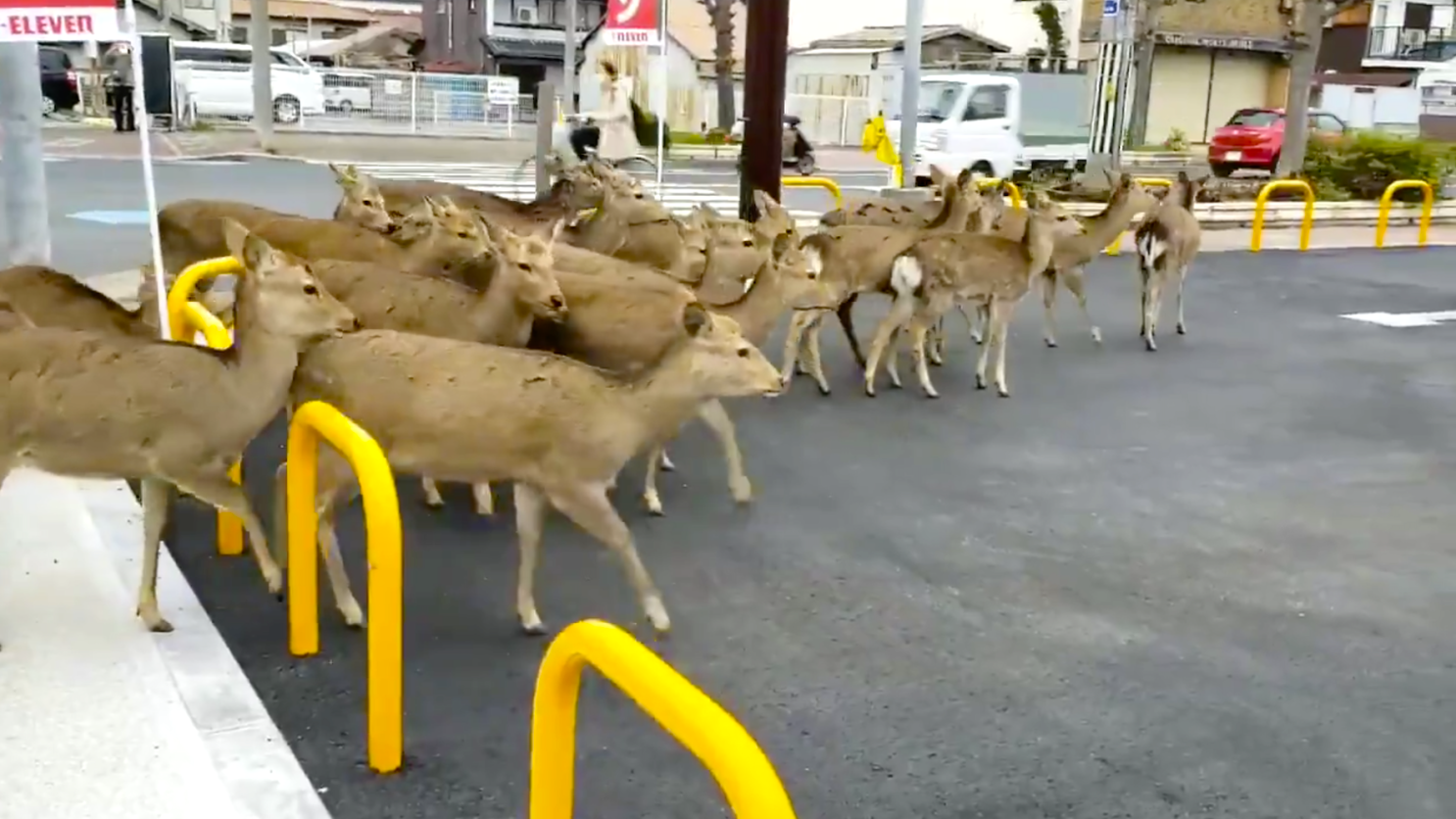 En La Cuarentena Animales Pasean En Las Calles Fotos Video Los Angeles Times