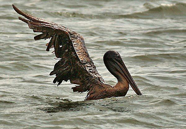 Barataria Bay, La.