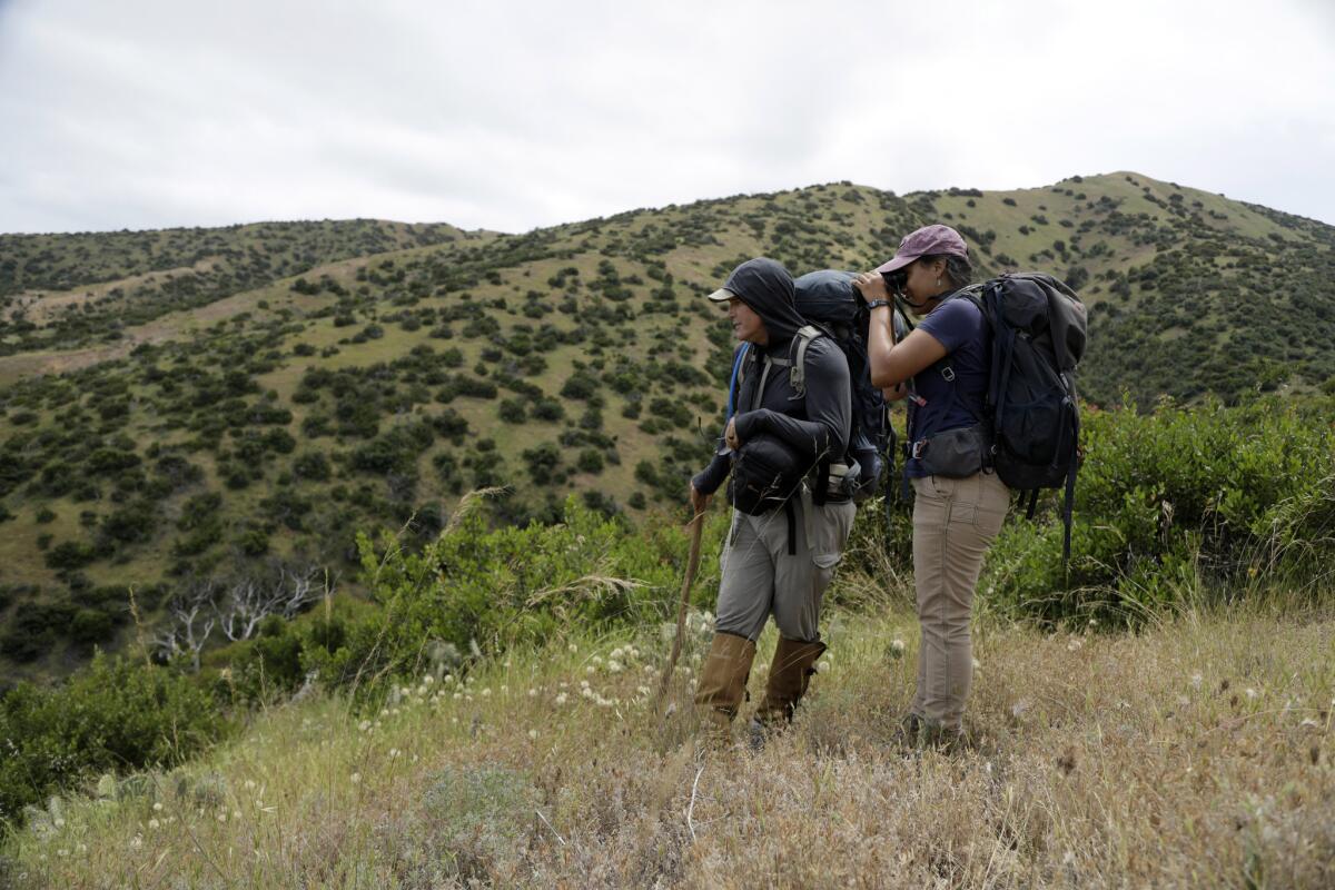 Wildlife biologist Peter Sharpe and Laura Echavez, a seasonal tech with the Institute for Wildlife Studies, look at a bald eagle's nest on Catalina Island.