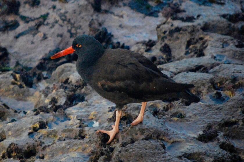 A very conspicuous shorebird, the oystercatcher is entirely black with a bright red bill. It is commonly on the lookout for mussels, limpets and chitons along the rocky shore.