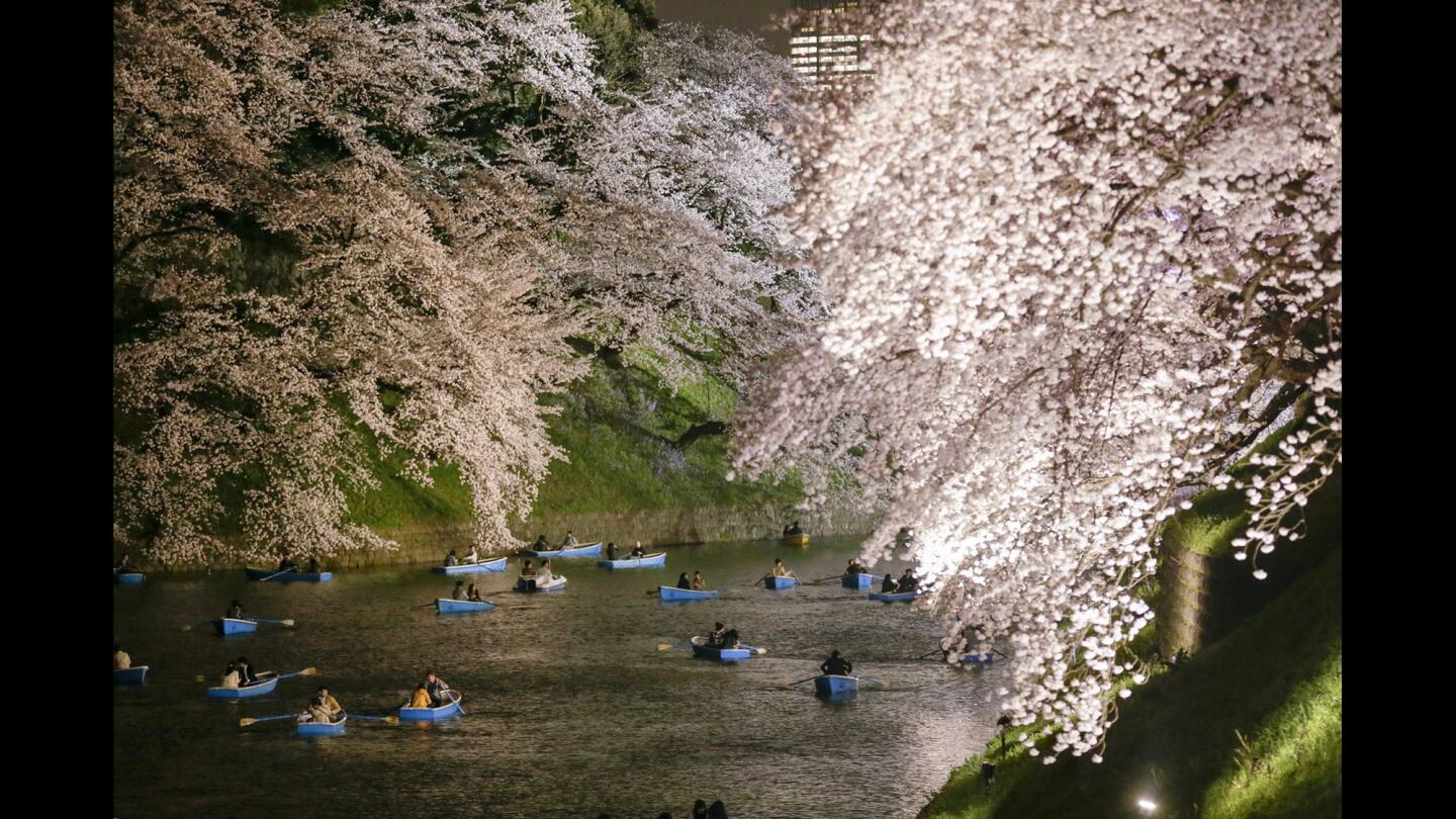 Boaters enjoy a night view of cherry blossoms in full bloom in the Chidorigafuchi moat in Tokyo on Monday. The cherry blossoms bloomed five days earlier than usual this year.