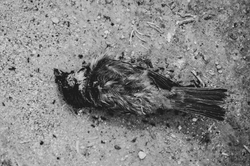 The Orange County Mosquito and Vector Control District regularly tests dead birds, such as this one, to see if they are infected with West Nile virus.