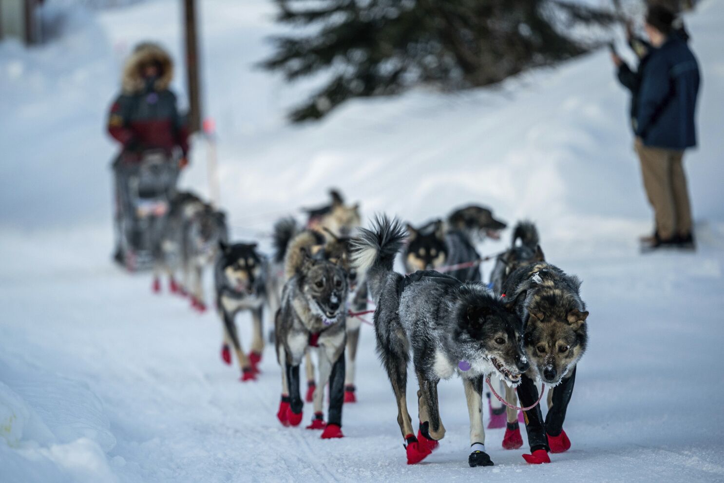 how many dogs died in the iditarod race 2018