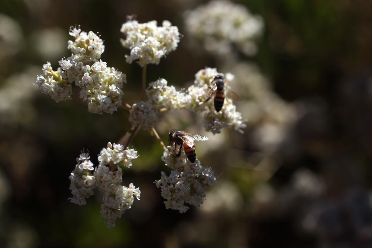 Bees collect nectar at Limekiln Canyon Park in Northridge.