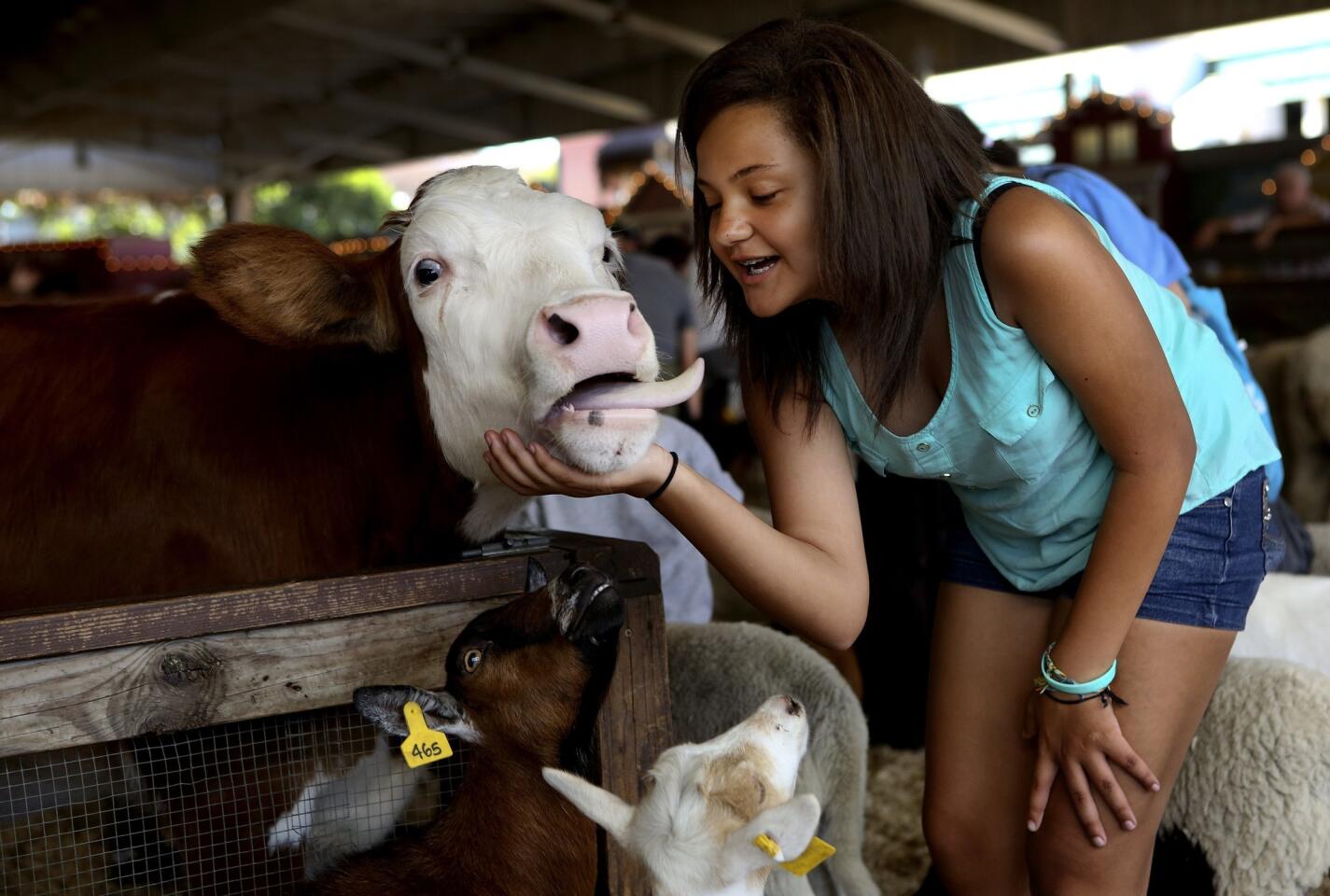 Nicoletta Grandberry, 12, of Lancaster greets a cow inside the Big Red Barn at the Los Angeles County Fair in Pomona.