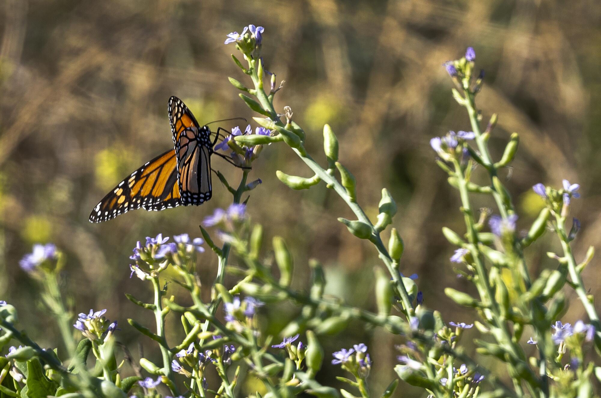 A Monarch butterfly lands on flowers.