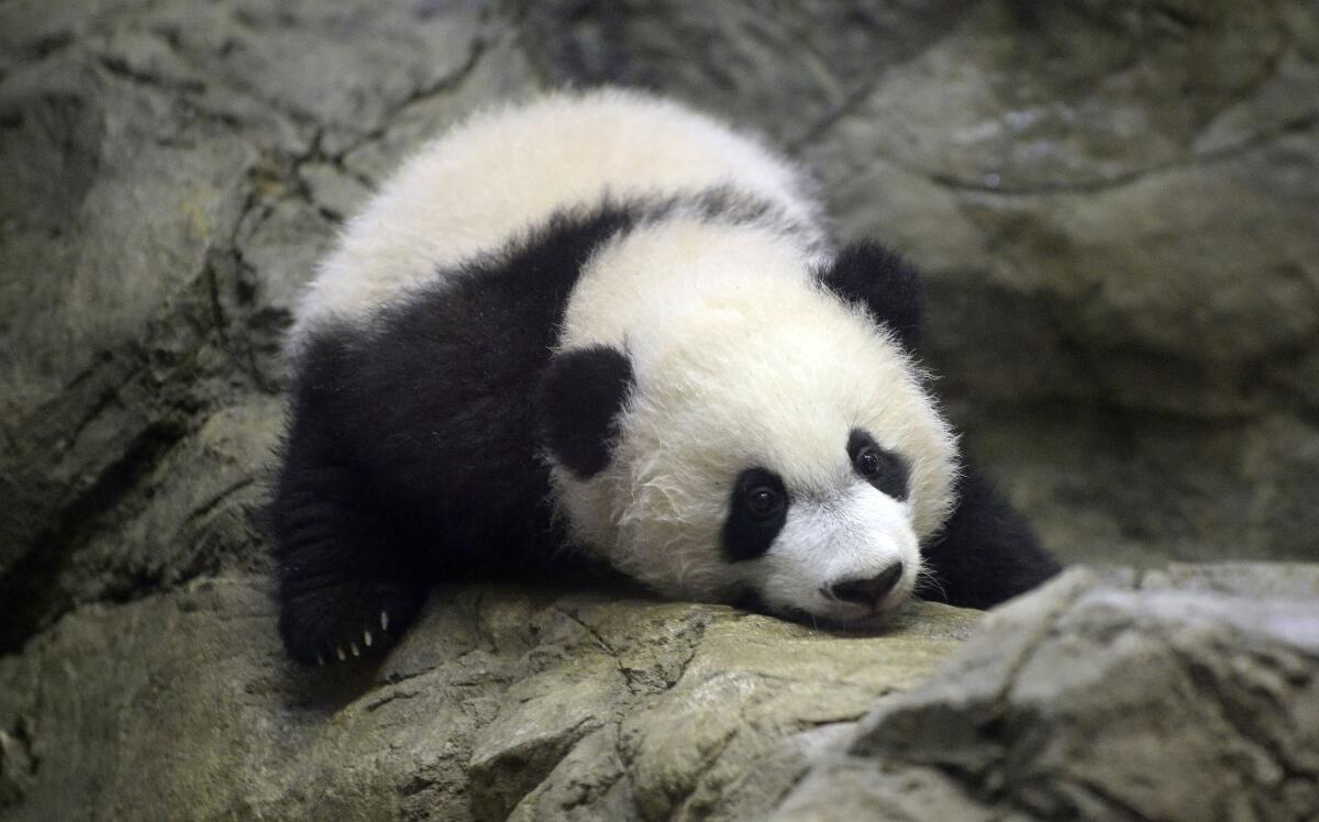 Panda cub Bei Bei makes his public debut at the National Zoo in Washington, D.C., on Saturday. He was born in August.