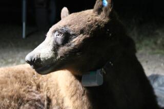 National Park Service biologists captured a 210-pound black bear in a natural area of the western Santa Monica Mountains .