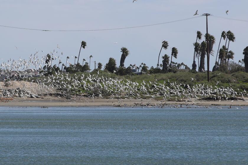A view looking south, across the Talbert Marsh on Thursday, March 14. The California Coastal Commission took a look at a permit application for the restoration of Talbert Marsh.