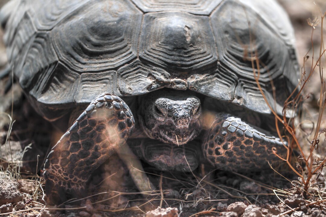 A desert tortoise in the Mojave Desert near Kramer Junction.