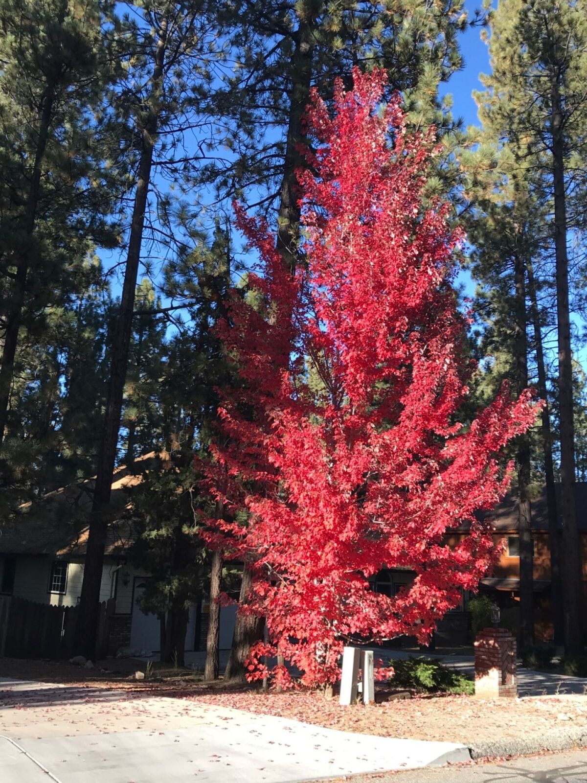 Maples, which are not native to the area, turn flaming red.
