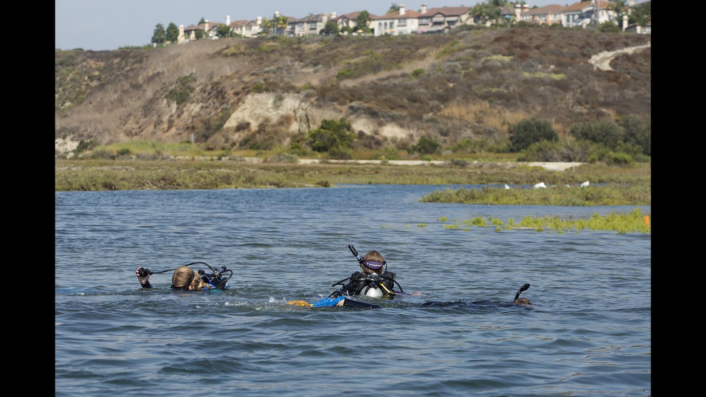 Photo Gallery: Orange County Coastkeeper and university researchers study beds of eelgrass at Back Bay Science Center