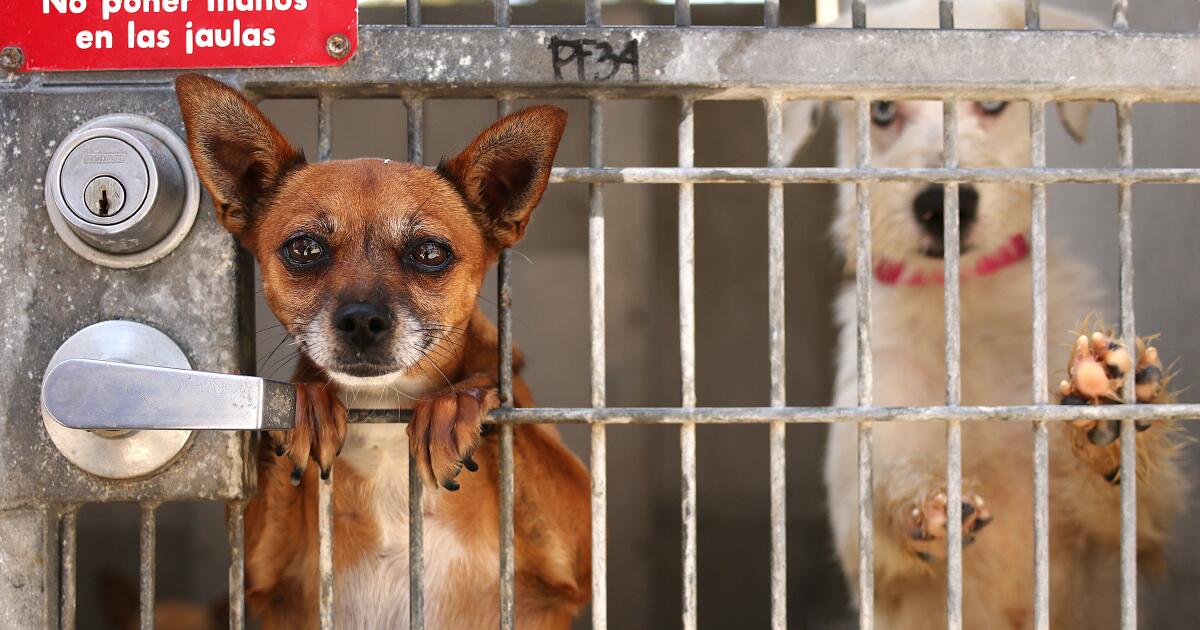 Editöre Mektuplar: Barınak köpekleri egzersizi ve uygun yiyecek ve ilacı hak ediyor